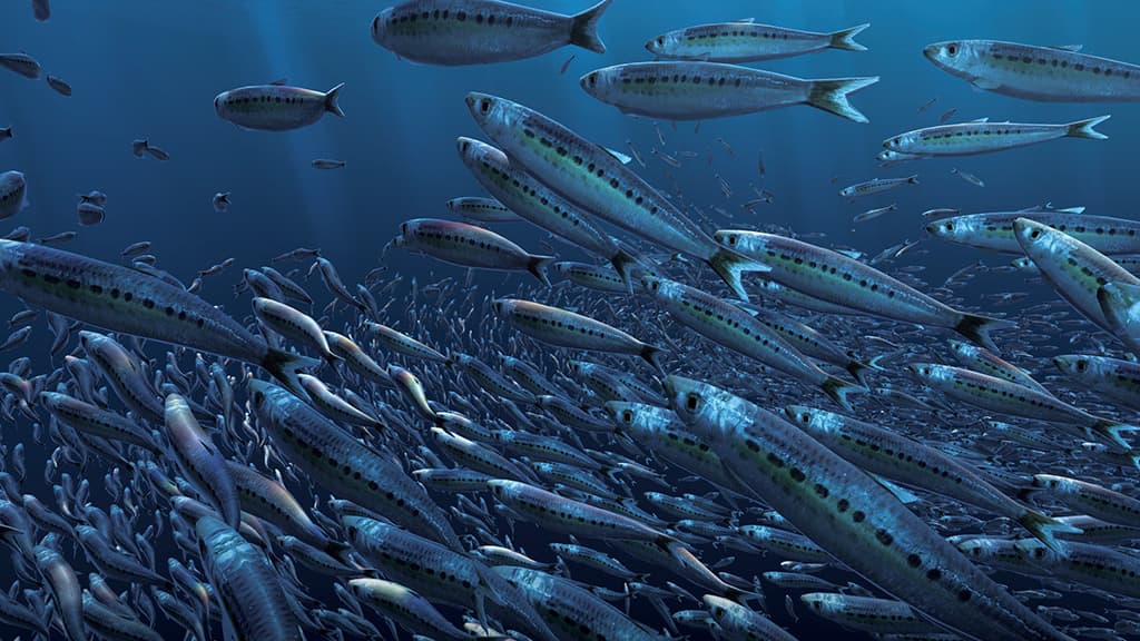 Fish-Boil-Up_CGI-2-pichi