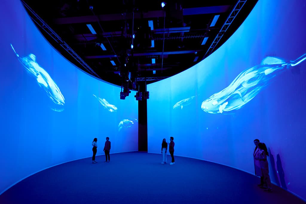 Whale Room-pichi